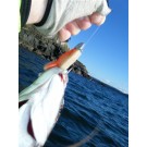 Chomp Fish May 12 006